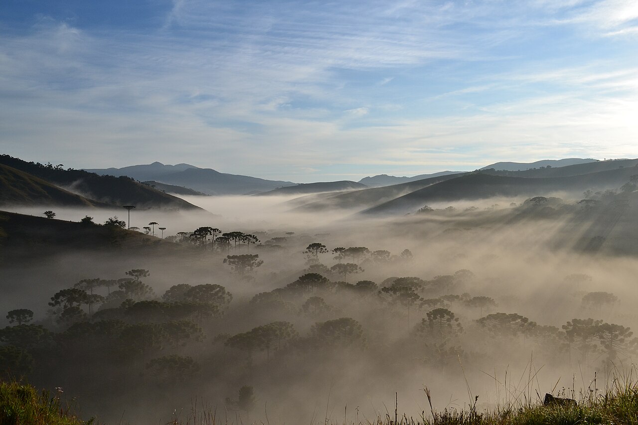 Amanhecer com névoa e araucárias no Parque Estadual da Serra do Papagaio