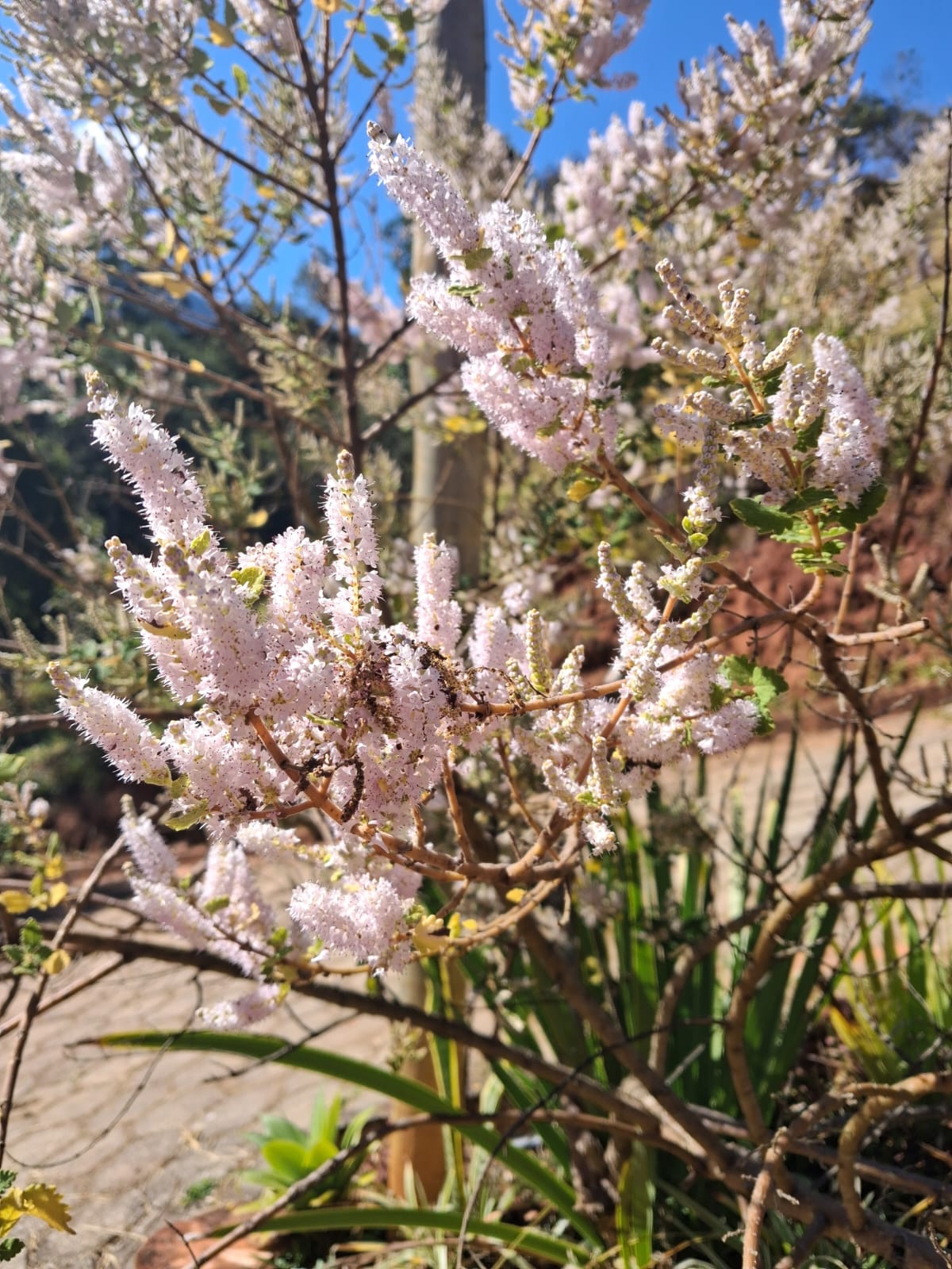 Flores claras no jardim da hospedaria