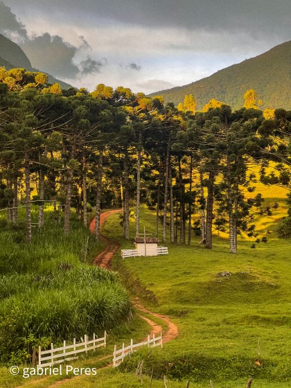Caminho entre araucárias com vista para as montanhas