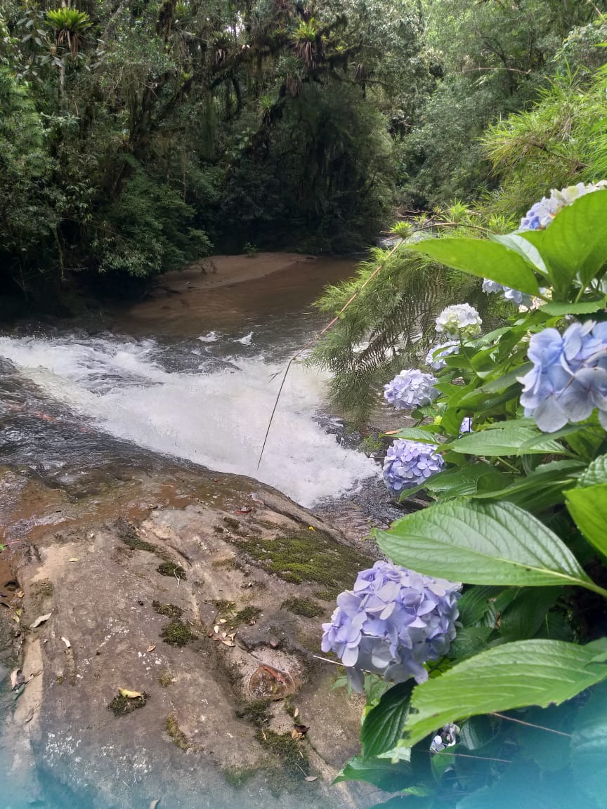 Água corrente entre pedras e flores